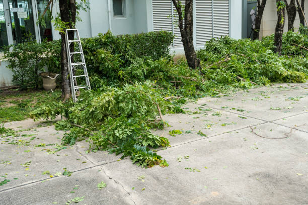 Best Emergency Tree Removal  in Kotlik, AK