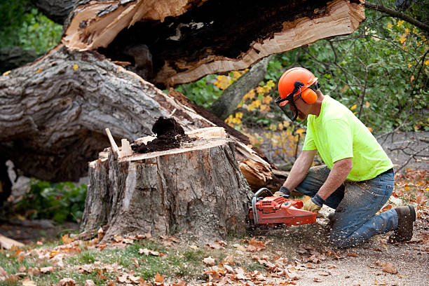 Trusted Kotlik, AK  Tree Services Experts