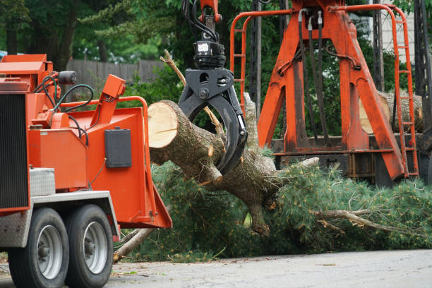 How Our Tree Care Process Works  in  Kotlik, AK